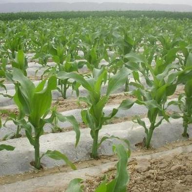 哈尔滨市玉米今日报价多少