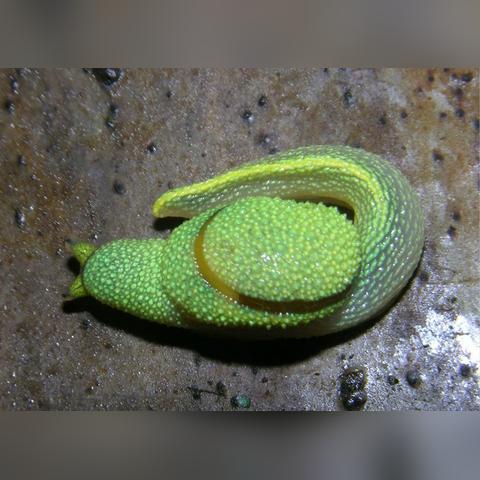 广州蜗牛哥的相关长尾关键词有哪些