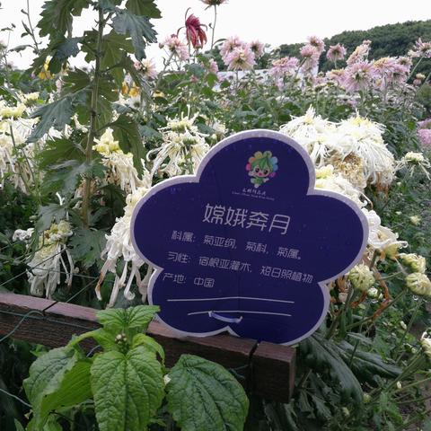 福建省泉州市鲜花团购的长尾关键词有什么