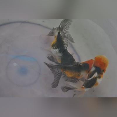 大数据和人工智能交叉的相关长尾关键词有哪些