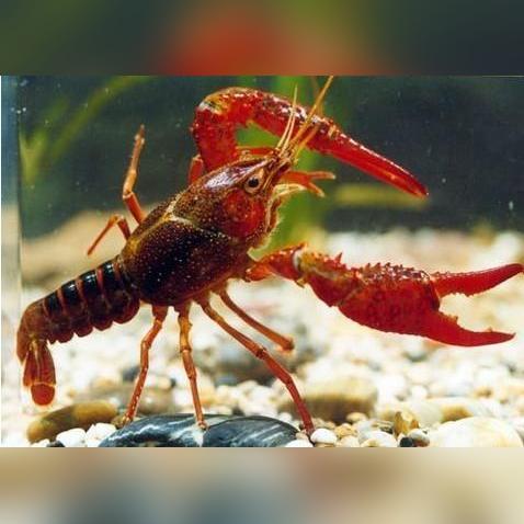 东北水稻几月份不再上水？