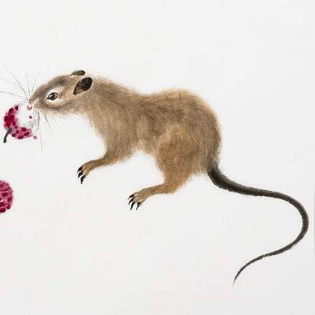 十二生肖鼠今日运程运势(十二生肖鼠今日运程运势如何)