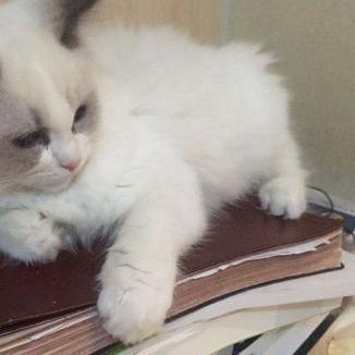 怎么拿小佩喂食器货源