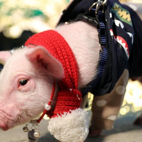 生肖猪逢猪年运势(属猪人逢什么年运气好)