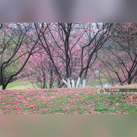 南宁的樱花的相关长尾关键词有哪些