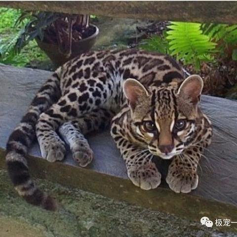 长沙阅读猫相关长尾关键词有哪些