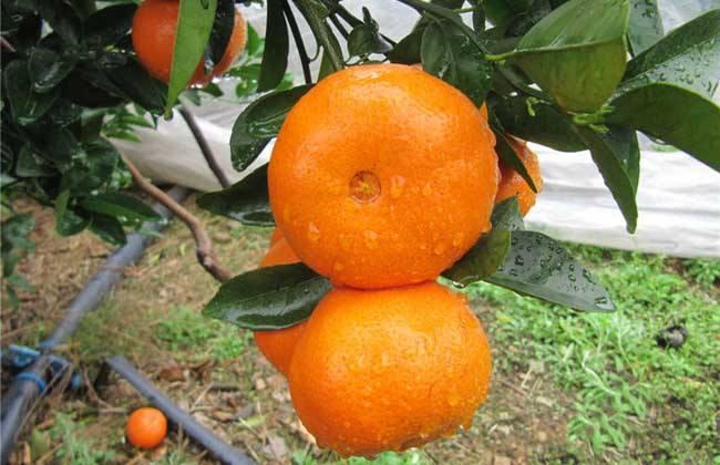 柑橘春见种植手艺
