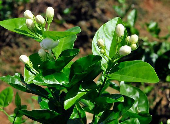 茉莉花盆栽注意事项,茉莉花怎么能养好?