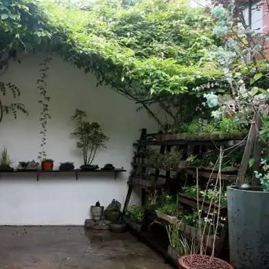 杭州市有什么植物