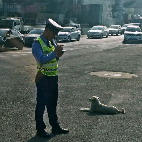 大连市让养什么狗