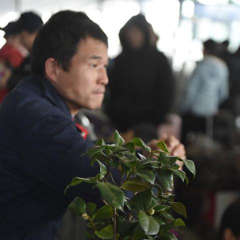 河南什么地方出兰花