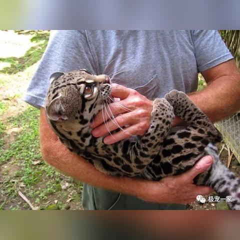 昆明市赠送猫咪的长尾关键词有哪些