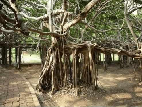 印度榕树,怎样使榕树盆景的根又大又长又古老呢?"