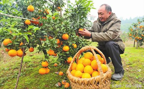 柑橘種植與施肥手藝_桔子樹(shù)施什么肥更好