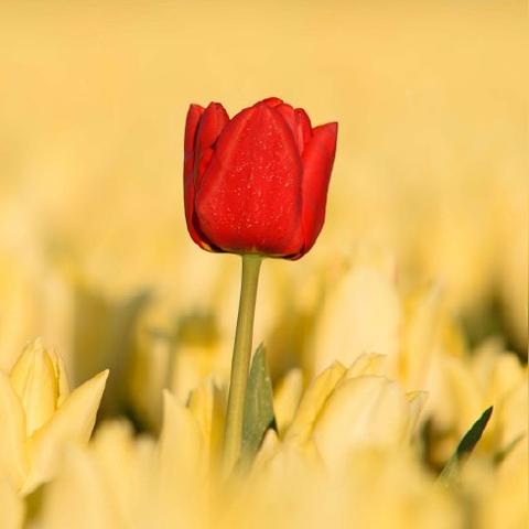 生肖马十月运势解析(生肖马十月运势如何)