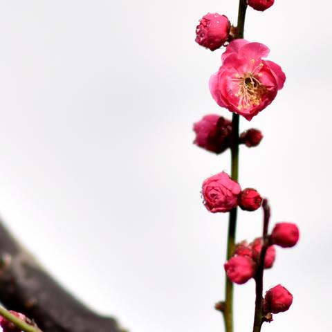 周口市苗记甜品店在哪里