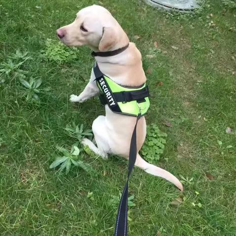 南通市哪里给狗狗做B超