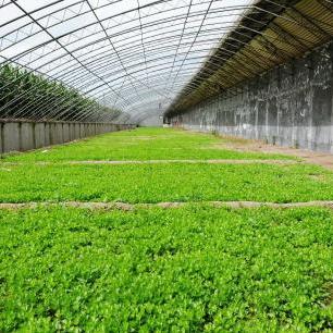 石家庄市农业厅宿舍的长尾关键词有哪些