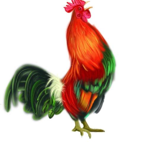 生肖鸡10月4日运势(鸡人十月运势)