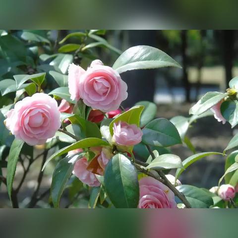 成都市千亩花海在哪里啊