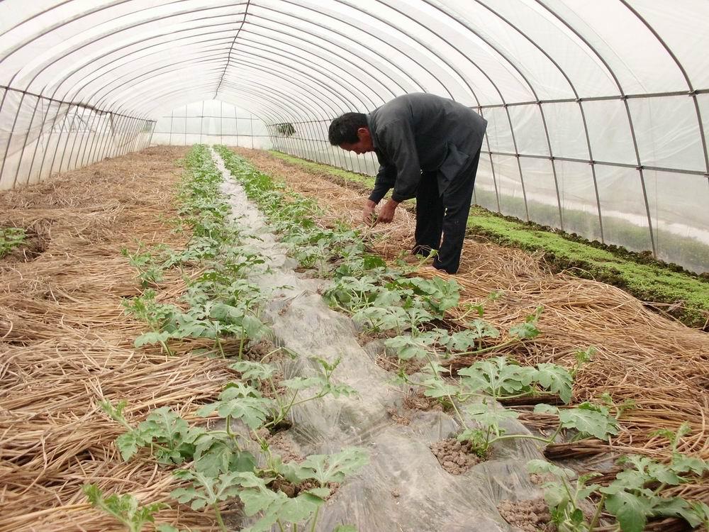 西瓜种植方法教程图片,种西瓜地隔2年能种吗?