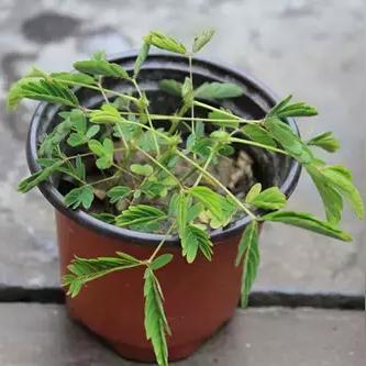 兰州绣眉毛的相关长尾关键词有哪些