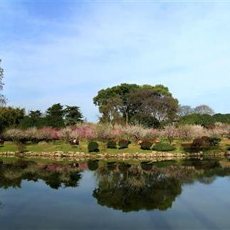 武汉市为什么有梅花