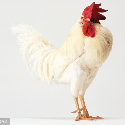 男的生肖鸡婚姻的感情运势(男的生肖鸡婚姻的感情运势是什么)