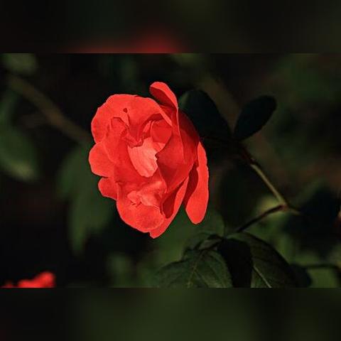 生肖详细运势时辰运势(生肖运势查询每日)