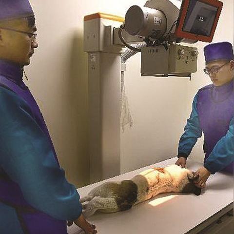 在无锡市狗狗送哪里好