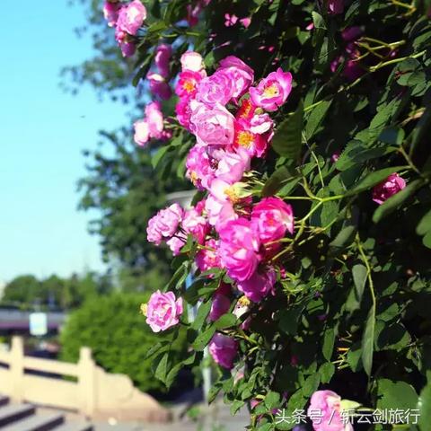 龙口市与济南市哪个大