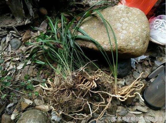 兰花种植方法和时间,新手养兰花的正确方法?