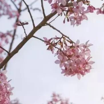 厦门市区海拔最高多少