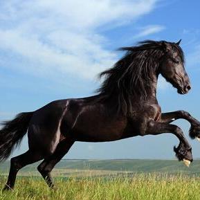 3月生肖马感情运势(三月属马运势)