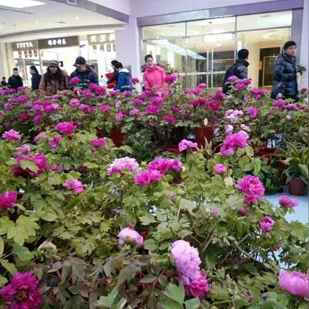 洛阳和大连市哪个好考