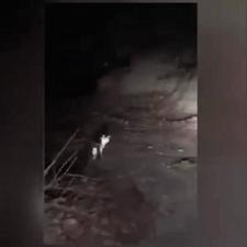 阿塞拜疆航空公司谈客机失事初步调查结果