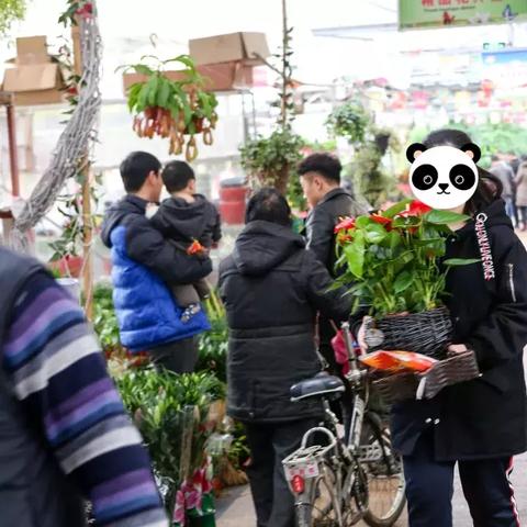 临沂市哪里的花卉便宜