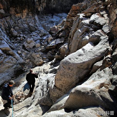 石家庄市哪个区的人口最多