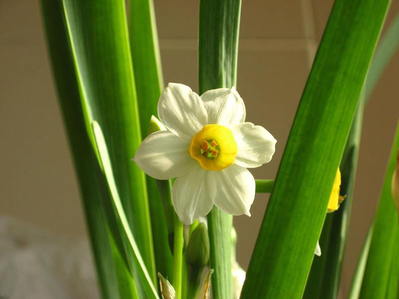 水仙花图片花语是什么,能代表水仙花打一动物?