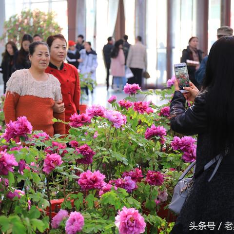 大连市哪个地方卖牡丹花