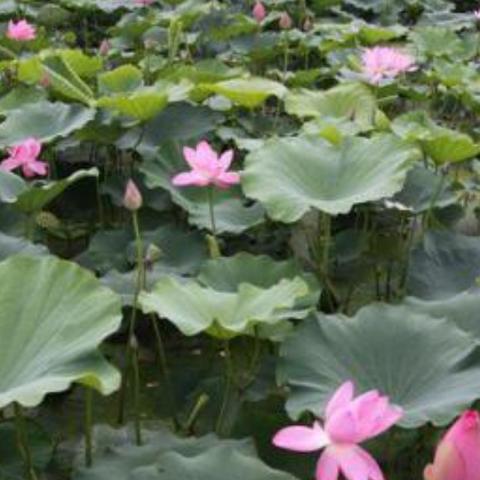 临沂市半天妖的长尾关键词有什么