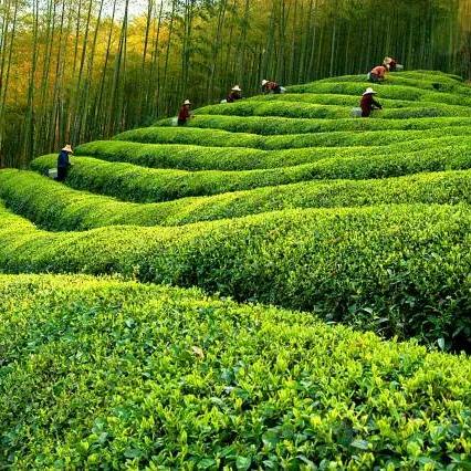 杭州市什么镇最大的村庄