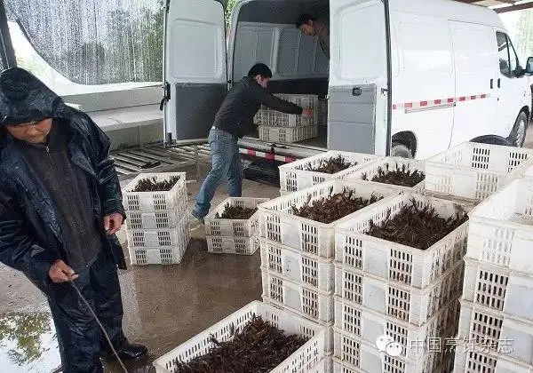 塑料外卖盒如何加热 外卖小龙虾怎么加热