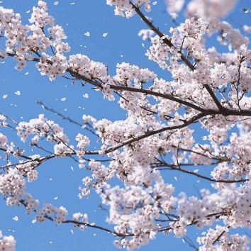 什么茶产于江苏省苏州市