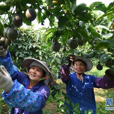 南宁市蒲庙镇怎么走