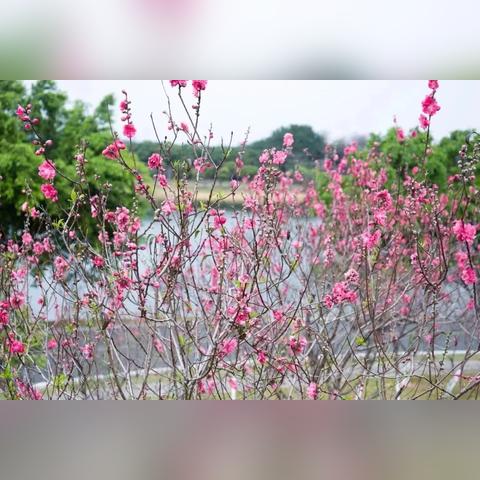 东莞市哪里可以看桃花