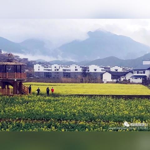 赣州市哪里可以看油菜花