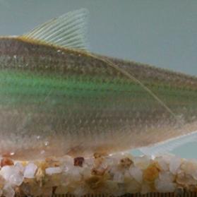 新能源下乡补贴温州市的长尾关键词有哪些