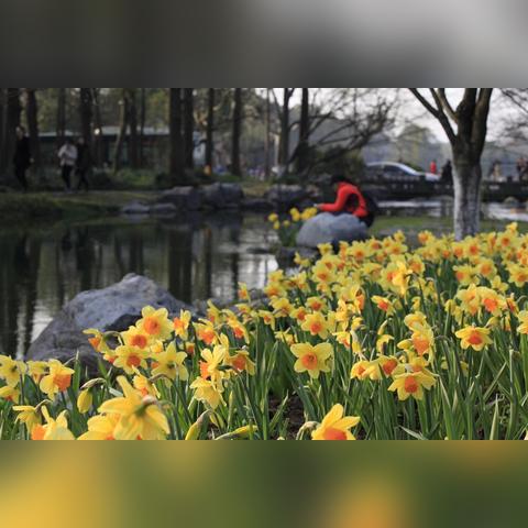 杭州市花是什麼花？