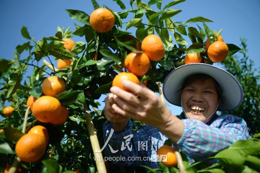 忻城早熟柑橘種植手藝_廣西有哪些特產(chǎn)是值得帶的